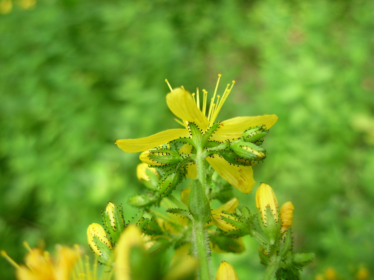 Hypericum hirsutum L.